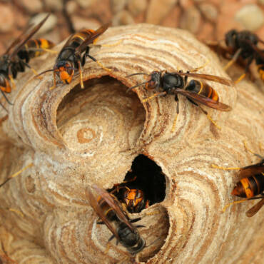 Lutte contre les insectes volants