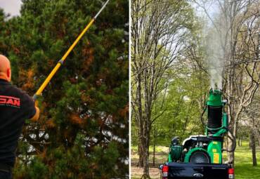Traiter les arbres contre les maladies et les champignons